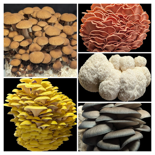 Fresh Mushrooms- Farmer's Market Pre- Order