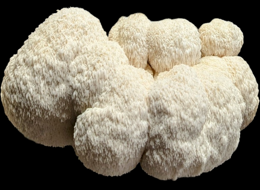 Lion's Mane- Mini Mushroom Farm