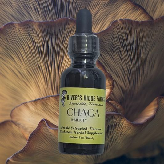 Chaga- Tincture 1oz (30 mL)